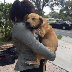 Well, after 630 days in the shelter, Lucky the dog has finally found a new home. Lucky fell asleep peacefully in his new owner’s arms, making onlookers unable to hold back their tears.lqh