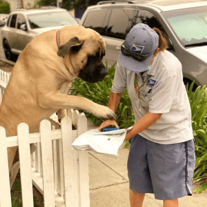 Lulu, the giant 180-pound dog, greets the mailman with boundless joy and a kind hug with his paws, honoring the eternal bond between humans and your loyal friend.lqh