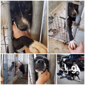 At the rescue center, an affectionate dog reaches out to hold the hand of anyone passing by, yearning for connection and friendship.lqh