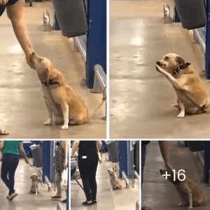 An abandoned dog, left at the door of a supermarket, searches for a new home through heartwarming behavior that captivates the hearts of those around him.lqh