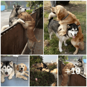 A solitary Husky breaks free from his enclosure to reunite with his cherished companion.lqh