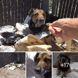 Rescuers find a stray dog living in a pile of garbage and rush to help it.lqh