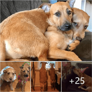 Dog Adopted from Shelter Connects with “Twin Brother”, Creating Warm Moment for Family.lqh