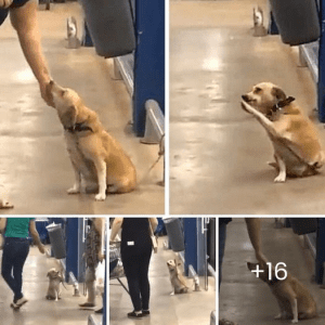 A homeless dog, found at the entrance of a supermarket, is in search of a new family with his touching behavior that makes everyone who sees him fall in love.lqh