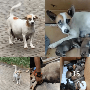 A pregnant mother, preparing to give birth to her puppies, begs for food from passersby, eager to nourish herself and her unborn children.lqh