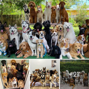 A man rescues 350 dogs! He found these poor creatures on the streets, giving them love and a forever home.lqh