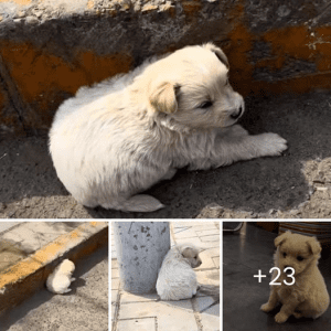 A driver saw a cute puppy trying to get out of the heat and decided to stop to help him.lqh