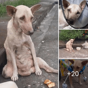 A dog stood silently on the road, crying and suffering for many days. No one passing by stopped to help it.lqh