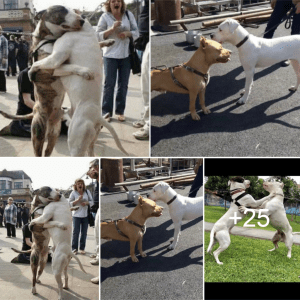 Heartwarming Reunion: Two Dogs Embrace on the Street After 7 Years Apart, Leaving Viewers Touched.lqh