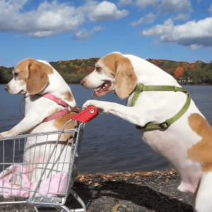 Laugh Out Loud: Maymo and Penny’s Epic Shopping Cart Voyage, a Hilarious Canine Adventure.lqh