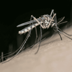 Here’s Why Mosquitos Bite Some People More Than Others