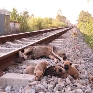 Against All Odds: The Incredible Rescue of Six Helpless Puppies Abandoned on Train Tracks After Losing Their Mother.lqh