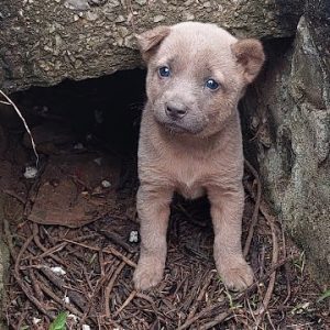 Abandoned Puppy Was She’s So Scared Hide In The Cave Of Abandoned House After Lost Her Family.lqh