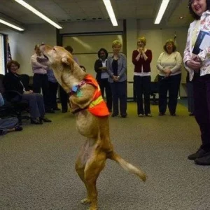 The deformed dog was abandoned by his owner because he was born only with 2 legs now, he teaches the world a lesson.lqh