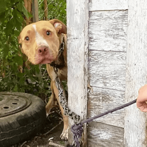 Liberation Unveiled: Abandoned Dog, Chained and Forgotten, Experiences Long-Awaited Rescue.lqh