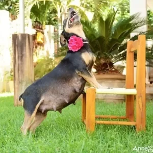 Pawsitively Adorable: Optimized Sequel as Dog Strikes Pose Again with Perfect Puppies After Maternity Photo Shoot.lqh