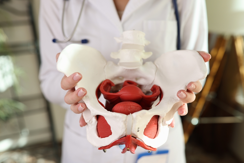 Close-up of doctor gynecologist holding of female pelvis with muscles model. Gynecology and medicine concept
