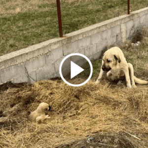 Mother Dog Refuses to Abandon Only Puppy Despite Being Shooed Away Everywhere and Uses Her Body to Protect It from Harm.lqh