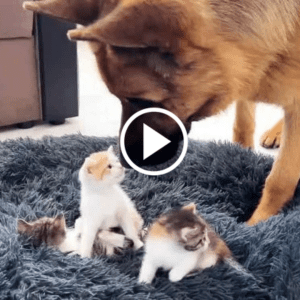 Heartwarming Video: Dog’s Adorable Reaction to 3 Kittens Taking Over His Bed Goes Viral.lqh