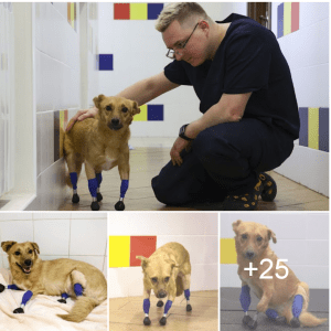 Monika the Rescue Dog Gets a Second Chance at Life with Four Prosthetic Legs.lqh