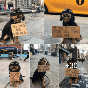 Popular Dog Gives Advice To People On How To Treat Dogs.lqh