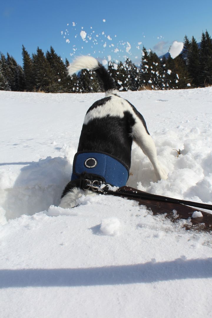 Dog Digging