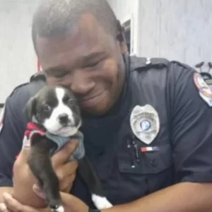 Cop Responds To Call At Animal Shelter, And Then He Can’t Put Down Tiny Rescue Puppy.lqh