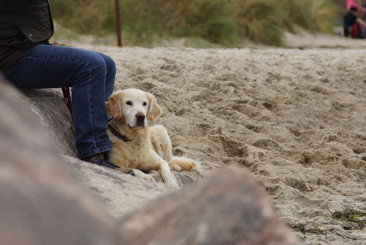 Dog on Feet