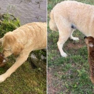 Brave Goldendoodle Rescues A Baby Fawn From Drowning In A Lake