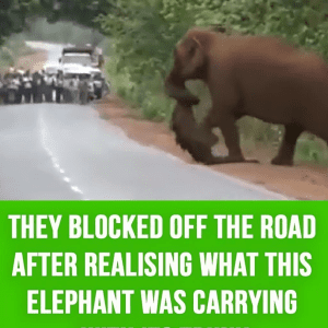 Weeping elephants mourn a lost baby in a funeral march like humans