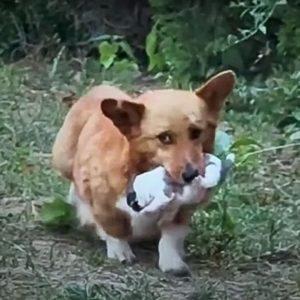 Desperate Dog Carries Her Pup In Mouth, While Begging People To Help Them