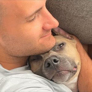 Couple Shocked By Unexpected Discovery About Their Newly Adopted Pitbull