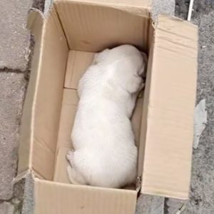 Man Heartbroken To Discover A Shivering Puppy Struggling And Crying In A Small Box