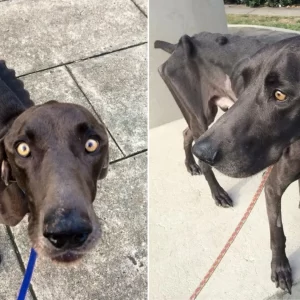 Skinny Dog That Ate Rocks And Twigs In Desperate Need Of Food Finally Gets A New Family