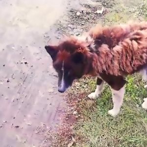 A Loyal Pup Dumped On A Road Kept Waiting For Her Owner With Eyes Filled With Longing