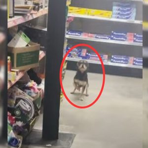 Man Shocked To Discover A Homeless Pup Jumping Around The Store With Joy