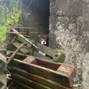 A Sad Dog Who Was Locked Up In A Dirty Place Can’t Stop Smiling After He Feels Loved Again