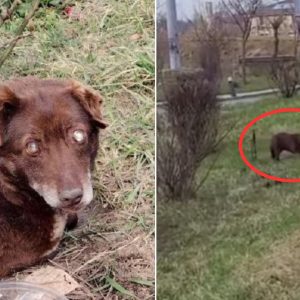 Blind Pup Who Was Abandoned Next To A Busy Road Finally Gets A New Chance