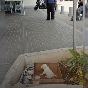 Hungry Pup Asked For Food In Front A Supermarket But Then Something Amazing Happened