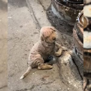 A Woman Rescues A Sick Dog Dumped In Freezing Weather Who Kept Crawling And Trying To Keep Warm 