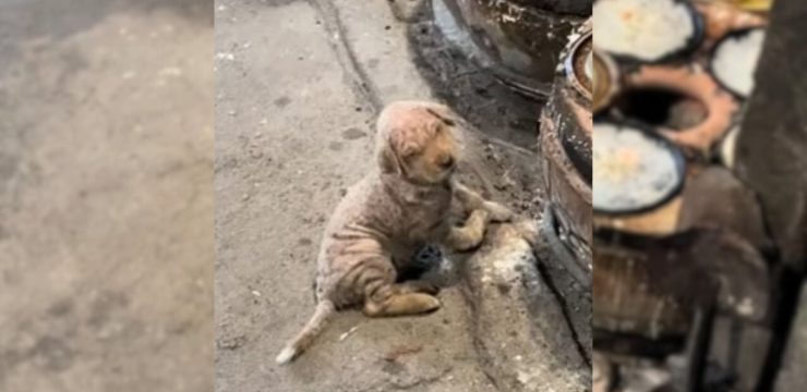 A Woman Rescues A Sick Dog Dumped In Freezing Weather Who Kept Crawling And Trying To Keep Warm 