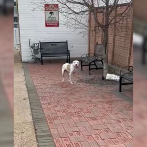 Abandoned Dog Tied To A Tree Is Truly Happy To Be Found By Kind Rescuers