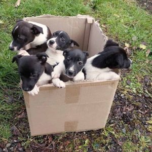 Five Sweet Pups Abandoned Next To A Busy Road Desperately Needed Help