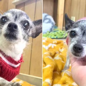 Chihuahua Ends Up At Shelter Because She Wanted To Share Bed With Her Hoomans