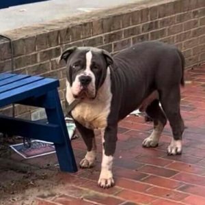 Abandoned Dog Tied To A Bench Hopes His Family Would Soon Return For Him