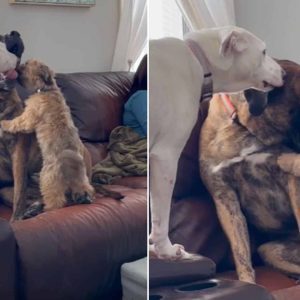 Abused Dog, Rex, Has The Pawfect Siblings To Help Him Overcome Anxiety