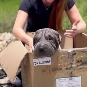 Blind Mama Dog Dumped In A Landfill Refuses To Leave A Box Hoping To Be Reunited With Her Babies