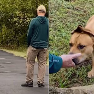 Couple Spends A Year Rescuing Real-Life Scooby Doo And Putting A Smile Back On His Face