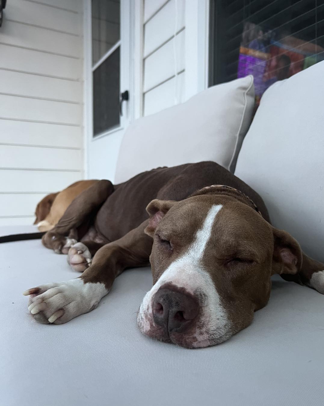 Cute dog sleeping