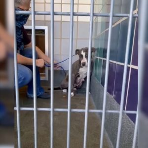 Dog Who Was Abandoned After Owners Moved Refuses To Trust Humans Again